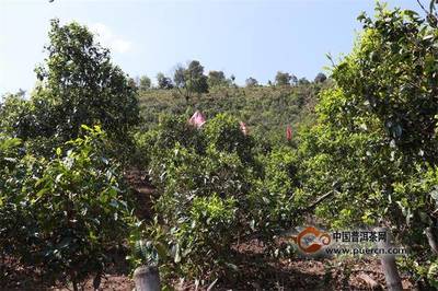 普洱茶投資分析:寫給平靜卻又不平淡的2018