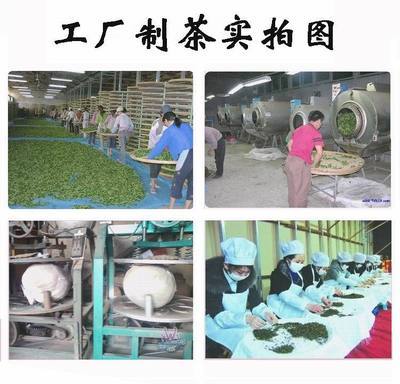 青茶-茶農(nóng)直銷 安溪鐵觀音 2014早春茶 青茶烏龍茶 特級清香茶葉批發(fā)-青茶盡.