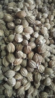 湖北 調(diào)味料 調(diào)味料價(jià)格 報(bào)價(jià) 調(diào)味料品牌廠家