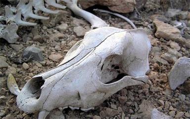 青島康莊特色農(nóng)牧介紹