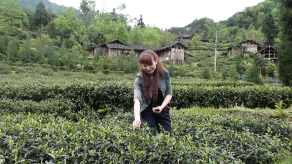 川茶十二朵金花之風景這邊獨好 -劉雪華和她的成都匯茗茶業(yè)公司