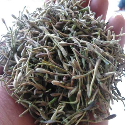 金銀花供應(yīng)與批發(fā) 茶葉批發(fā)兼零售市場(chǎng)解析